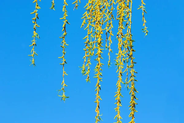 Yeşil willow çubuklar karşı mavi sk — Stok fotoğraf