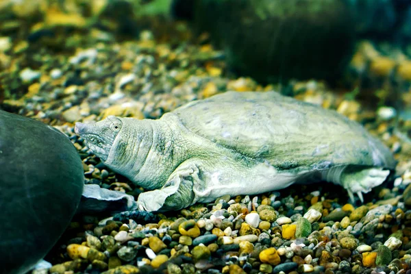 Süßwasser exotische chinesische Weichschildkröte — Stockfoto