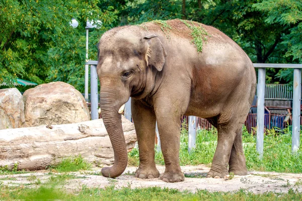 Duży słoń zwierzę jedzenia trawy w zoo — Zdjęcie stockowe