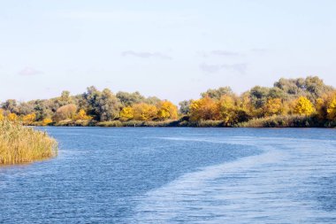  Büyük bir nehrin kıyısında sarı ağaçlar.