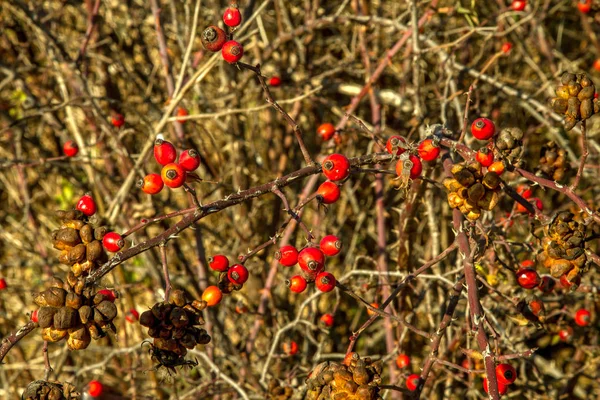 Red rose berries on the bush in autumn — Stock Photo, Image