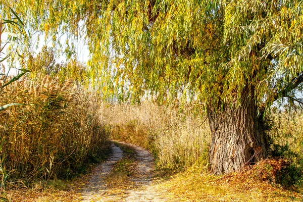 Outono paisagem velho salgueiro nos juncos pela estrada — Fotografia de Stock