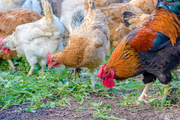 Feathered chicken and rooster on grazing — Stock Photo, Image