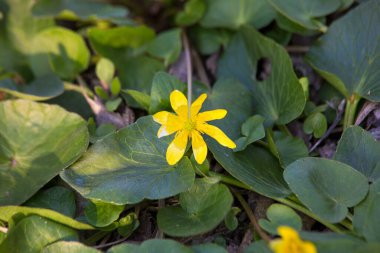 Bahar otlağındaki sarı yabani çiçek görüntüsü