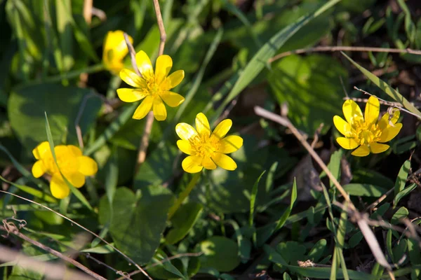 Żółty Dziki Kwiat Łące Wiosną — Zdjęcie stockowe