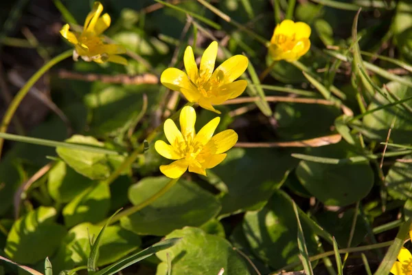 Imagem Flor Selvagem Amarela Prado Primavera — Fotografia de Stock