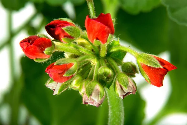 Kép Beltéri Virág Muskátli Pelargonium Kivirágzott Vörös Virágok Fehér Alapon — Stock Fotó