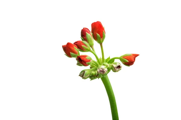 Beyaz Bir Sırtüstü Uzanan Kırmızı Çiçeklerle Çiçek Açan Sardunya Çiçeği — Stok fotoğraf