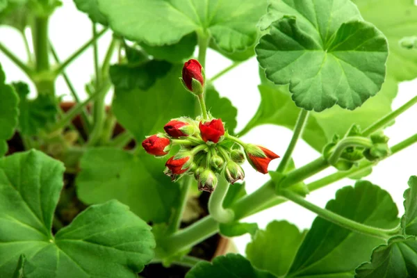 Obraz Vnitřní Květiny Pelargonium Pelargonium Květináči Kvetla Červenými Květy Bílém — Stock fotografie