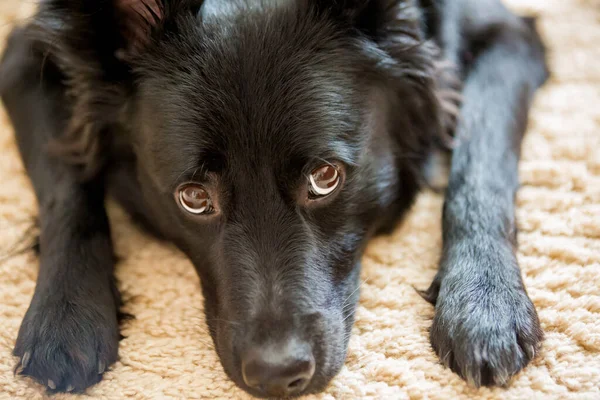 image animal face of a mongrel dog black