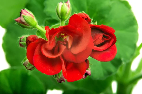 Obrázek Vnitřní Květina Pelargonium Kvetla Červených Květinách — Stock fotografie