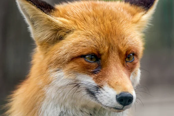 image portrait of a wild animal red fox