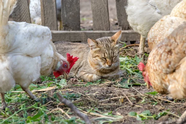 Εικόνα Οικόσιτης Γάτας Που Παρακολουθεί Κοτόπουλα — Φωτογραφία Αρχείου