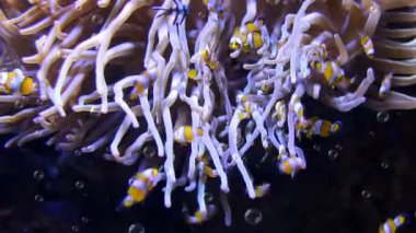 Palyaço balıklı Deniz Anemonu