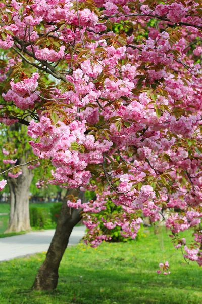 Pink sakura blossom in Uzhgorod, Ukraine — Stock Photo, Image