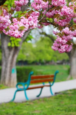Pembe sakura çiçeği Uzhgorod, Ukrayna