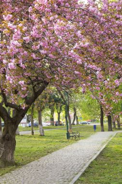 Pembe sakura çiçeği Uzhgorod, Ukrayna