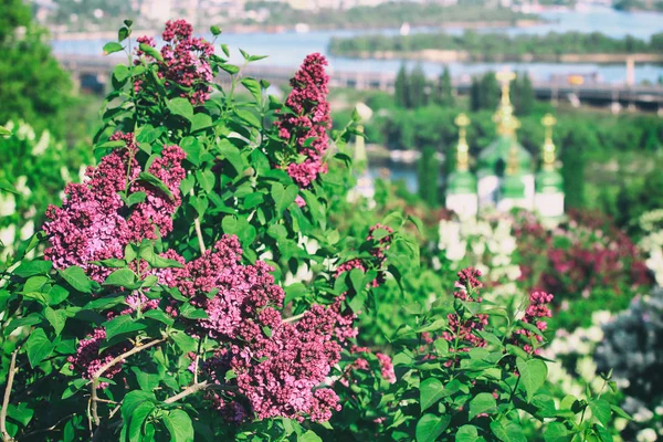 Lilac blossom in botanical garden in Kyiv, Ukraine — Stock Photo, Image