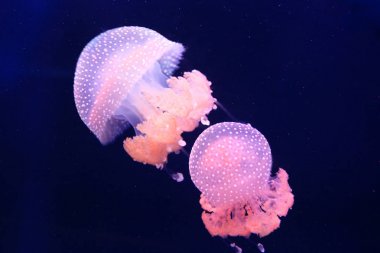 Pembe varil denizanası