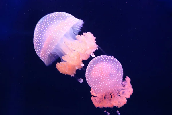 Růžový barel medúzy — Stock fotografie
