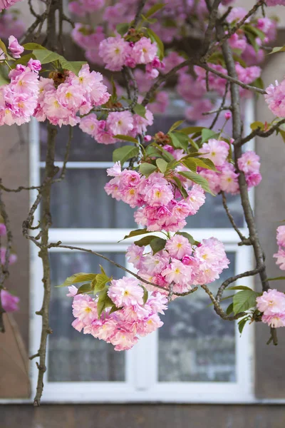 Blooming pink sakura in front of the window — Stock Photo, Image