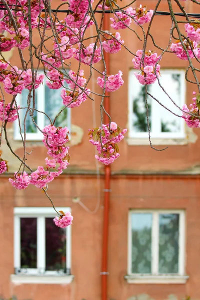 Blooming sakura in front of the building — Stock Photo, Image