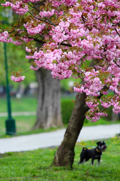 Sakura rose arbre en fleurs et un chien — Photo