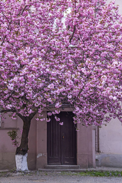 Pink sakura blossoming tree — Stock Photo, Image