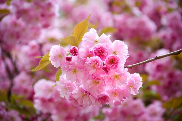 Sakura blossom — Stock Fotó