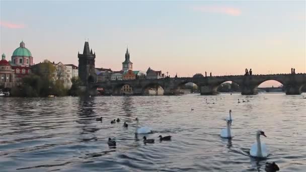 White Swans Ducks Vltava River Charles Bridge Prague Czech Republic — Stock Video