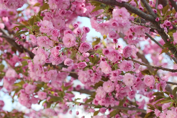 Branches Blooming Pink Sakura Flowering Cherry Tree Spring — Stock Photo, Image