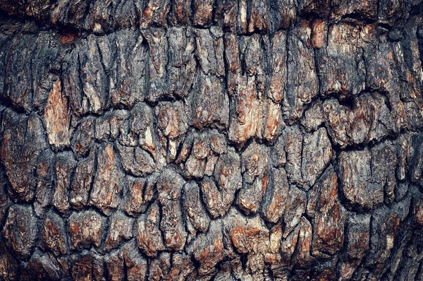 Kulit pohon oak tua — Stok Foto