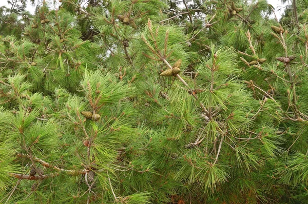 Pine naald — Stockfoto