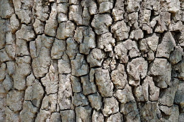 オーク樹皮 — ストック写真
