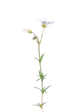 Tarla faresi-kulak (Cerastium arvense)