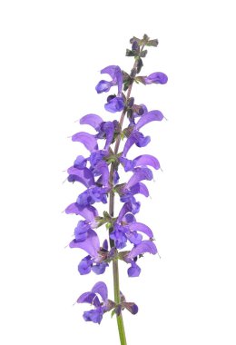 Çayır adaçayı (Salvia pratensis)