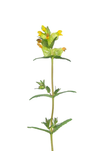 Sonaglio giallo (Rhinanthus minor ) — Foto Stock