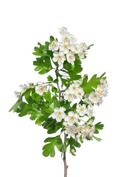 Meidoorn (Crataegus) op wit — Stockfoto