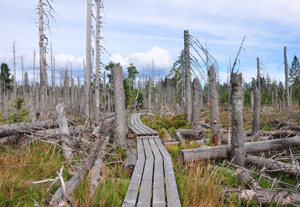 Мертву деревину в національному парку Баварський ліс — стокове фото