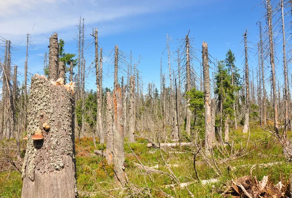 Madeira morta no parque nacional Floresta da Baviera — Fotografia de Stock