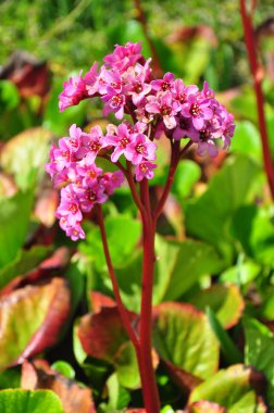 Kalp yapraklı bergenia (Bergenia cordifolia)