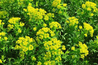 Marsh spurge (Euphorbia palustris)