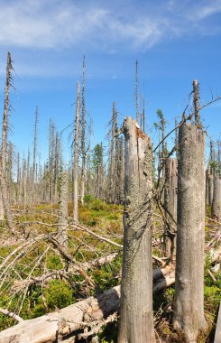 Bavyera ormanı ulusal parkta ölü odun