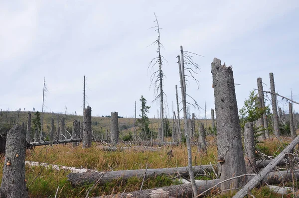 국립 공원 바바리아 숲에서에서 죽은 나무 — 스톡 사진