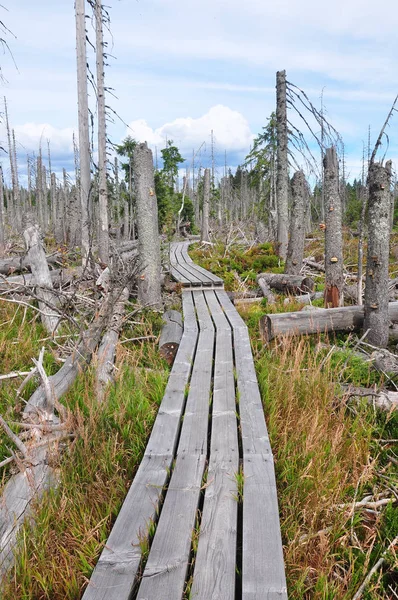 Madeira morta no parque nacional Floresta da Baviera — Fotografia de Stock