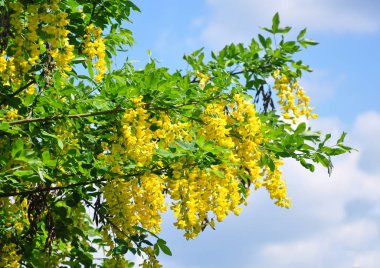 Ortak laburnum (Laburnum anagyroides)