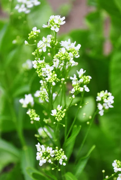 Horseradish (Armoracia rusticana) — Stok fotoğraf