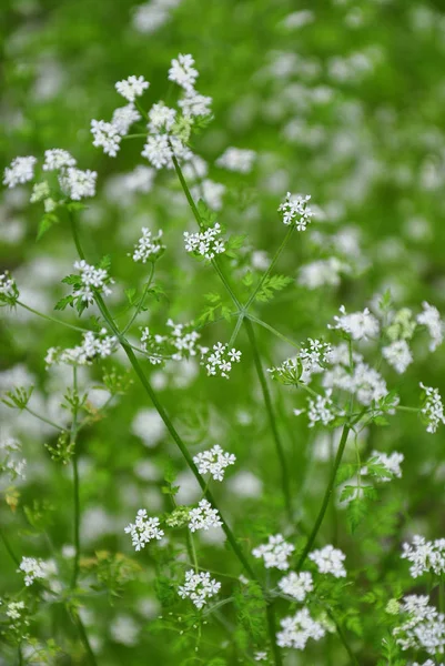 Chervil (Anthriscus cerefolium) — Stock Photo, Image