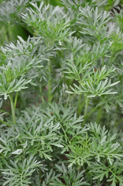 Wermut (artemisia absinthium)) — Stockfoto