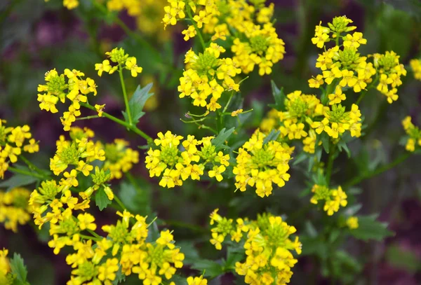 Buttercress (Barbarea vulgaris)